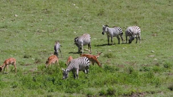 羚羊穿过稀树草原 — 图库视频影像