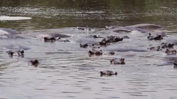 Un gruppo di ippopotami che nuotano in un lago. — Video Stock