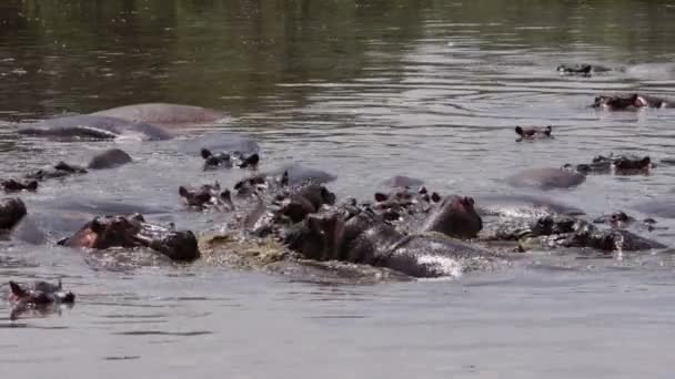 Grupa hipopotamów pływa w jeziorze. — Wideo stockowe