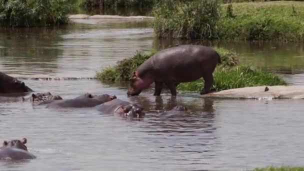 En gruppe flodheste svømmer i en sø. – Stock-video