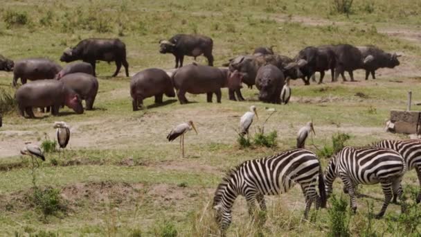 Skupina zebry pasoucí se ve vysoké trávě. — Stock video