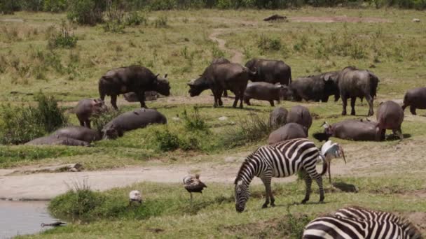 Eine Gruppe Zebras weidet im hohen Gras. — Stockvideo