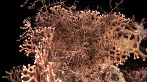 Primer plano Gorgonocephalus Gorgons cabeza se encuentra en la arena gris y captura plancton. — Vídeo de stock