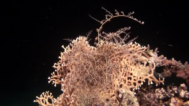 Close-up Gorgonocephalus Gorgons cabeça fica na areia cinza e captura plâncton. — Vídeo de Stock