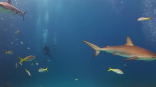 Pessoas com maço de tubarões em vida marinha subaquática das Bahamas. — Vídeo de Stock