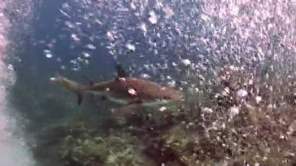 Tiburones arrecifes grises cerca de buceadores paisaje submarino Bahamas. — Vídeos de Stock