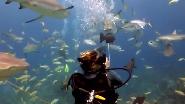 People with pack of sharks in underwater marine wildlife of Bahamas. — Stock Video