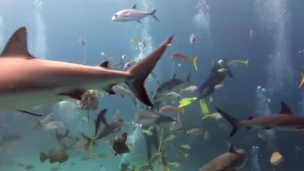 Menschen mit Hai-Rudel in Unterwasser-Tierwelt der Bahamas. — Stockvideo