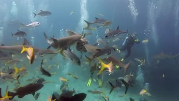 Mensen met een roedel haaien in de onderwaterfauna van Bahama 's. — Stockvideo