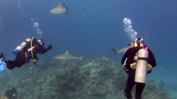 Squali grigi della barriera corallina vicino ai subacquei paesaggio subacqueo Bahamas. — Video Stock