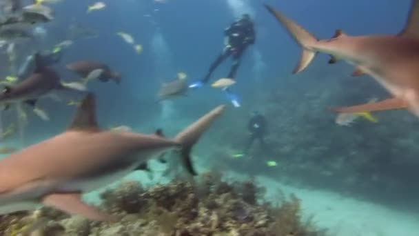Tiburones arrecifes grises cerca de buceadores paisaje submarino Bahamas. — Vídeo de stock
