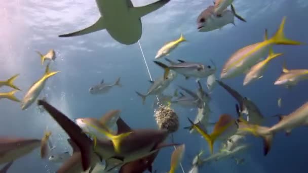 Pessoas com maço de tubarões em vida marinha subaquática das Bahamas. — Vídeo de Stock