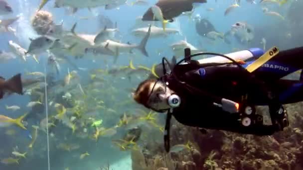 Personas con manada de tiburones en la fauna marina submarina de Bahamas. — Vídeos de Stock