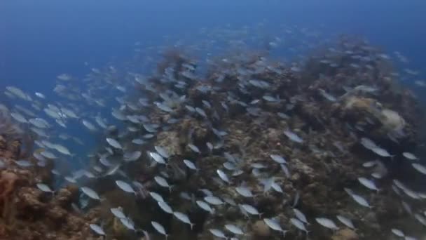 Paesaggio sottomarino della barriera corallina tropicale . — Video Stock