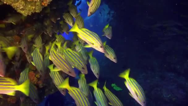 Brote de pargos en el maravilloso lecho marino de las Islas del Mar de Andamán en la India. — Vídeo de stock