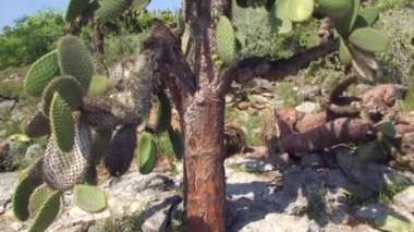 Sarı Toprak İguanası Galapagos Adalarının Yeşil Sebzeli Topraklarında Dinleniyor