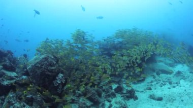 Andaman Denizi 'nin harika deniz tabanında tropikal balık sürüsü.