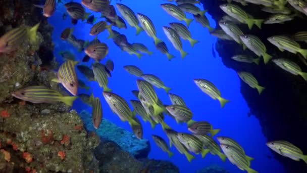 Shoal of snappers in the wonderful seabed of the Andaman Sea Islands in India. — Stock Video
