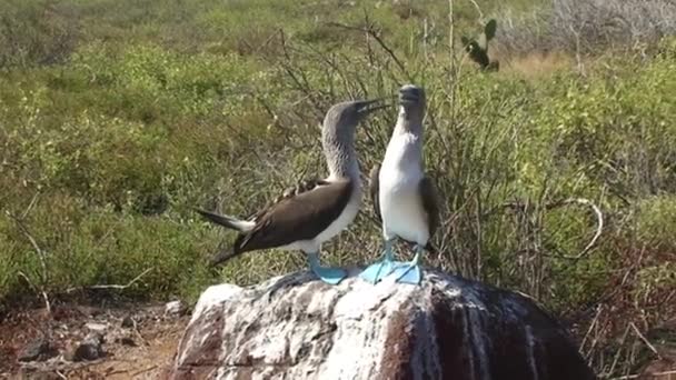 Blue-Footed Booby Dancing and Whistling Mating Call to Partner na Seymour Galápagos do Norte. — Vídeo de Stock