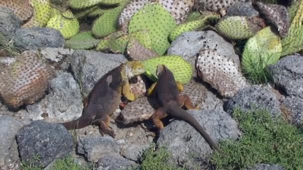 Gele-landleguaan rustend op de groene begroeide grond van de Galapagoseilanden — Stockvideo