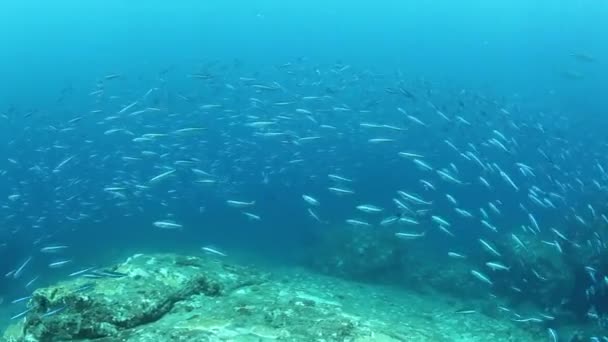Skola av tropiska snappers fiskar i den underbara havsbotten av Andamansjön. — Stockvideo