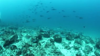 Hindistan 'daki Andaman Denizi Adaları' nın harika deniz tabanında tropikal balık sürüsü.
