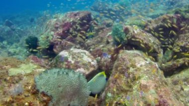 Hindistan 'daki Andaman Deniz Adaları' nın harika deniz tabanında mercan balığı sürüsü..