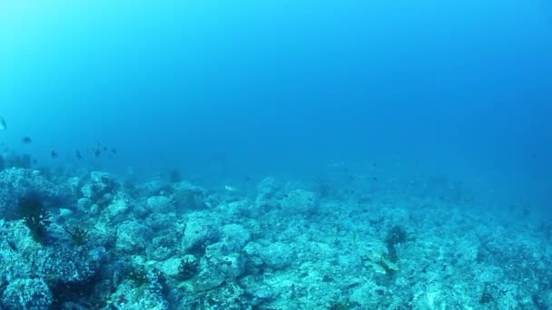 Hejno chňapalů na nádherném mořském dně Andamanských ostrovů v Indii. — Stock video