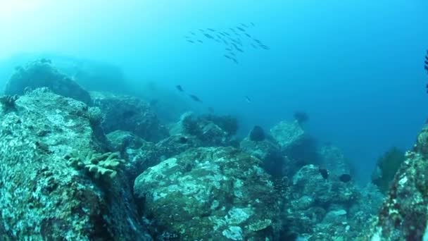 Brote de pargos en el maravilloso lecho marino de las Islas del Mar de Andamán en la India. — Vídeos de Stock