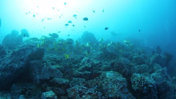 School of tropical snappers fish in the wonderful seabed of the Andaman Sea Islands in India. — Stock video