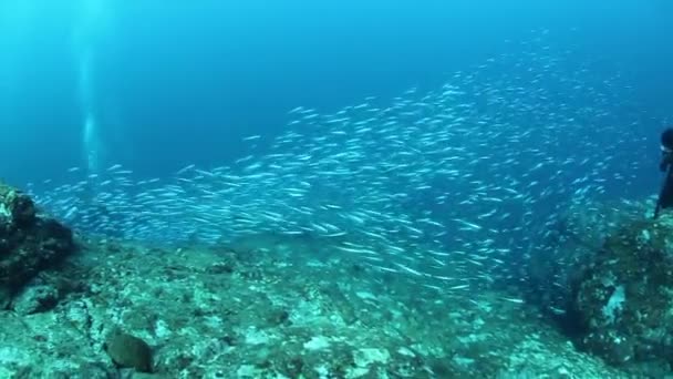 Skola av tropiska snappers fiskar i den underbara havsbotten av Andaman Sea Islands i Indien. — Stockvideo