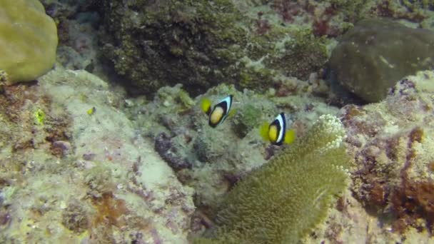 인도의 안다만 해 제도의 아름다운 해저에 사는 산호 물고기의 뿔. — 비디오