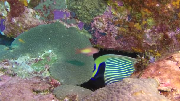 Korallenfischschwärme im wunderschönen Meeresboden der Andamanen-Inseln in Indien. — Stockvideo