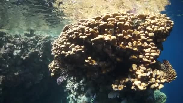 Video en cámara lenta hermoso arrecife de coral suave rojo en agua tropical. — Vídeos de Stock