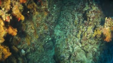 Yavaş çekim video güzel kırmızı yumuşak mercan resifi tropikal suda.
