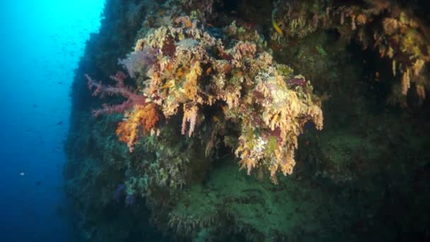 Video en cámara lenta hermoso arrecife de coral suave rojo en agua tropical. — Vídeos de Stock