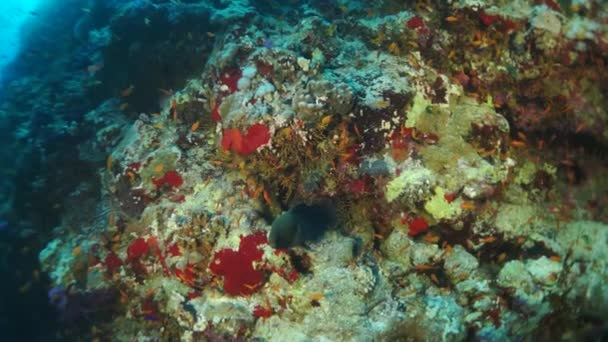 Video en cámara lenta hermoso arrecife de coral suave rojo en agua tropical. — Vídeo de stock