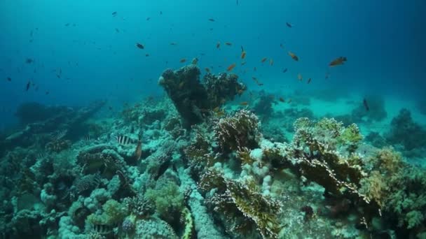 Video en cámara lenta hermoso arrecife de coral suave rojo en agua tropical. — Vídeos de Stock