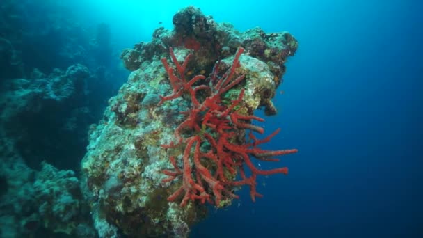 热带海水中美丽的红软珊瑚礁慢镜头. — 图库视频影像
