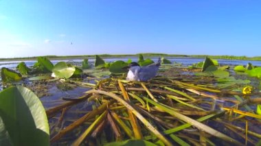 Su kuşu nehir deltasındaki çalılıkların ortasındaki yumurtaların üzerinde yuvasında oturur..