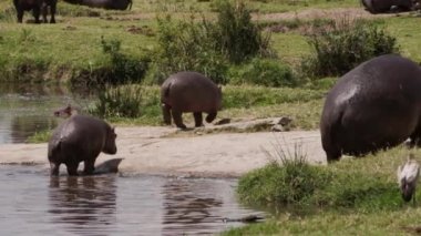 Büyük balina köpekbalığı Rhincodon tipus Maldivler 'de botun arkasında plancton besleniyor.