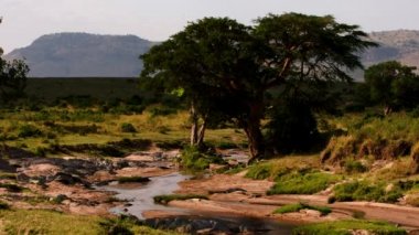 Bir aslan sürüsü Afrika 'nın bozkırlarında safaride oturuyor..