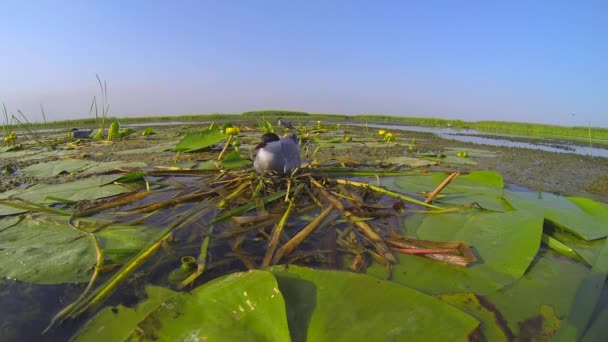 Burung air duduk di sarangnya di atas telur di tengah semak-semak di delta sungai. — Stok Video