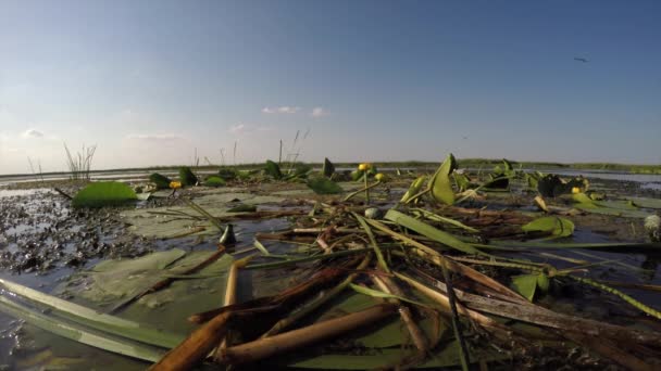 L'oiseau d'eau est assis dans son nid sur des œufs au milieu de fourrés dans le delta de la rivière. — Video