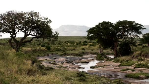 Een trots leeuwen zit op de savanne vlakten van Afrika op safari. — Stockvideo