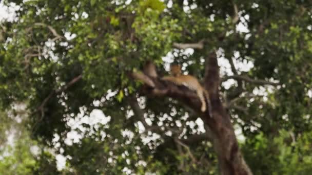 Een grote luipaard liggend in een hoge weelderige boom. — Stockvideo