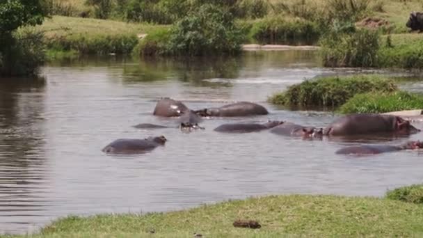 Группа бегемотов, купающихся в озере. — стоковое видео
