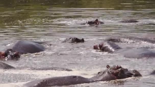 Een groepje Hippos die zwemmen in een meer. — Stockvideo