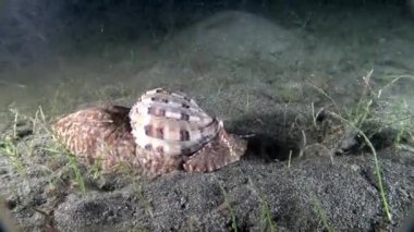 Deniz salyangozu Harpidae Endonezya 'da deniz yatağı altında yakın çekim yapıyor..