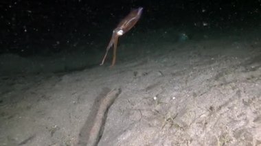 Mürekkep Balığı Teuthida, Bathyteuthidae Sualtı, Bali, Endonezya.